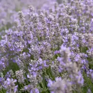 Lavandula 'Ashdown Forest'